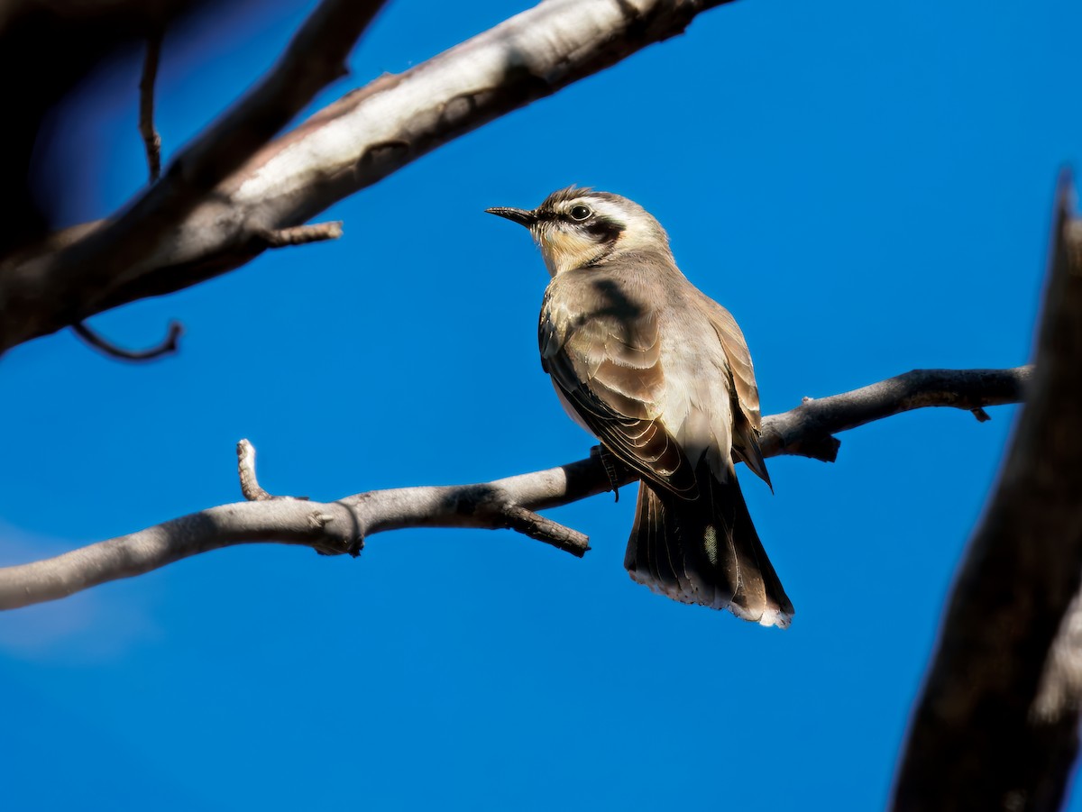 Black-eared Cuckoo - ML645985485