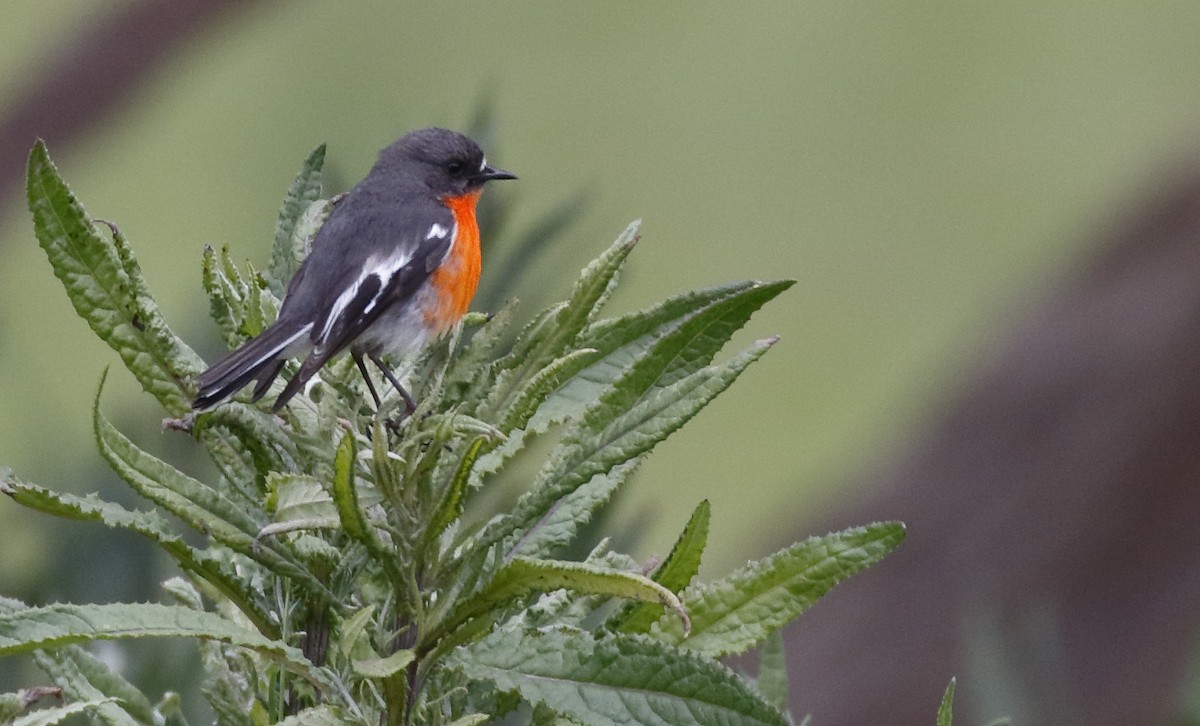 Огненногрудая петроика - ML645985486