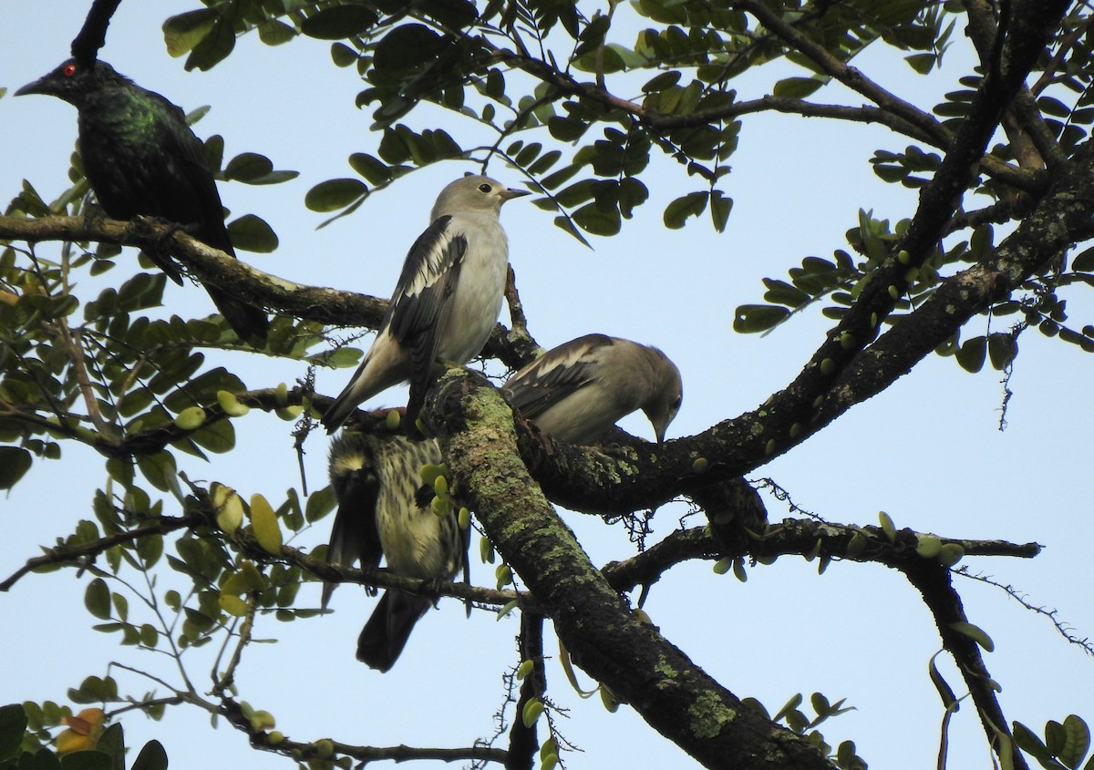 Daurian Starling - ML645985487