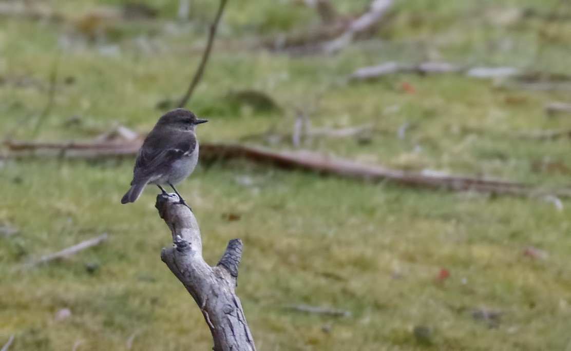 Королець брунатний - ML645985488