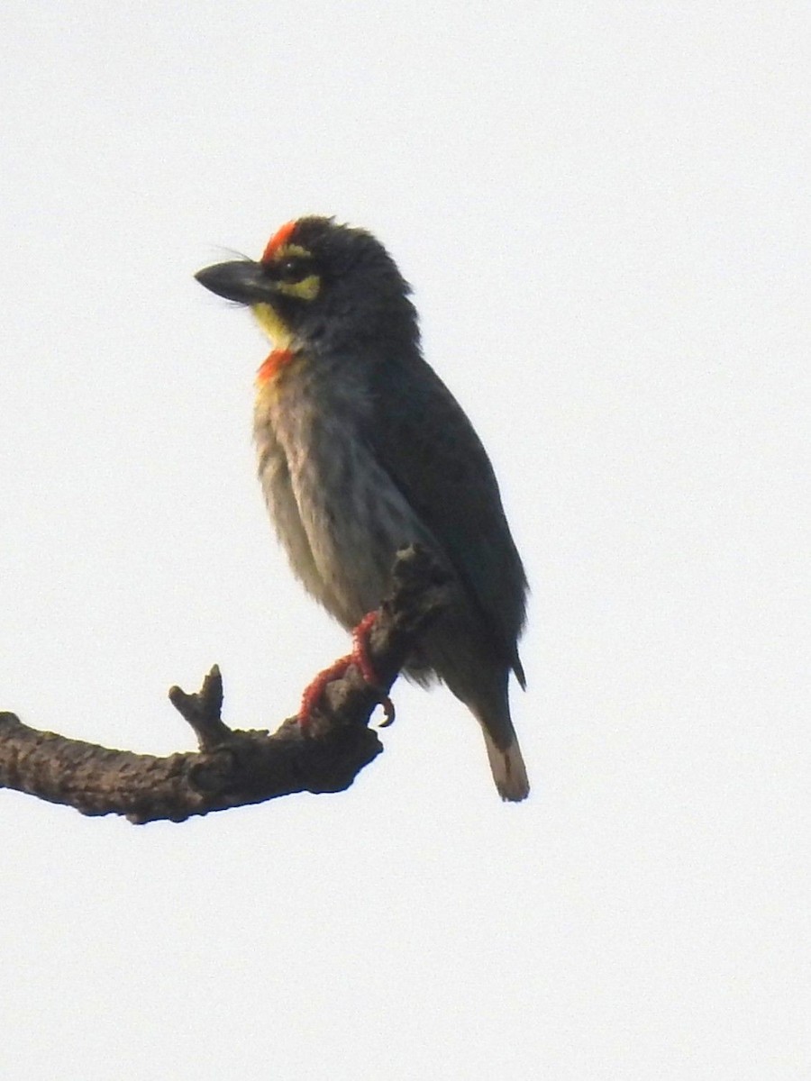 Barbu à plastron rouge - ML645985489