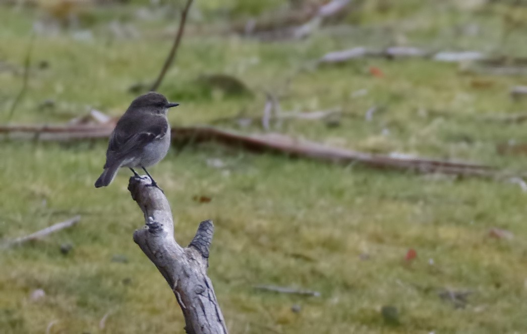 Королець брунатний - ML645985491