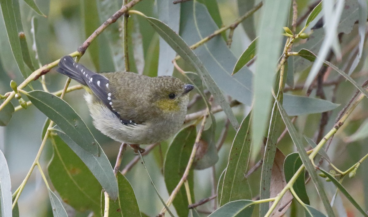 Forty-spotted Pardalote - ML645985492