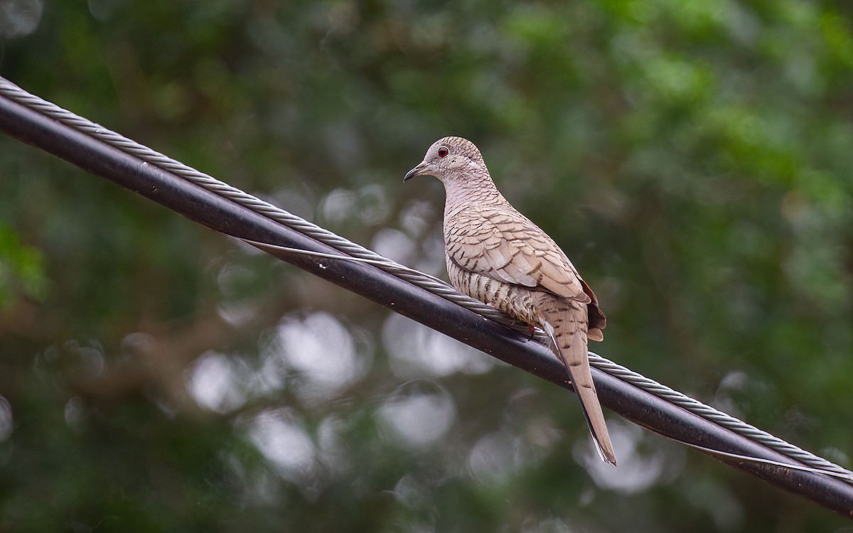 インカバト - ML645985493