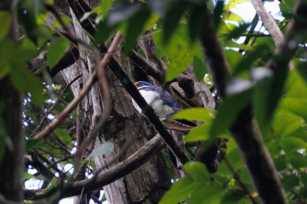 Rufous-lored Kingfisher - ML645985494