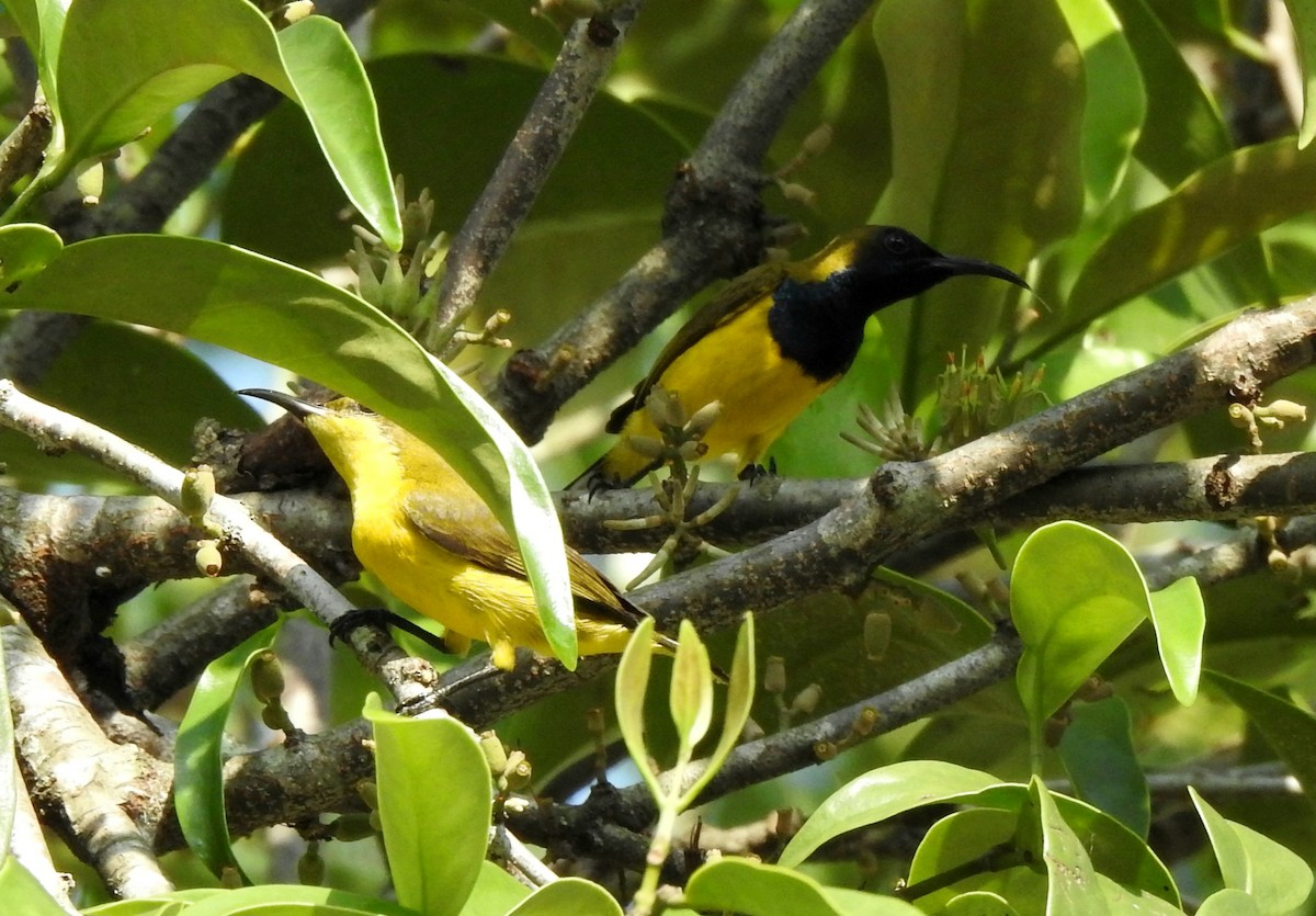 Ornate Sunbird - ML645985495