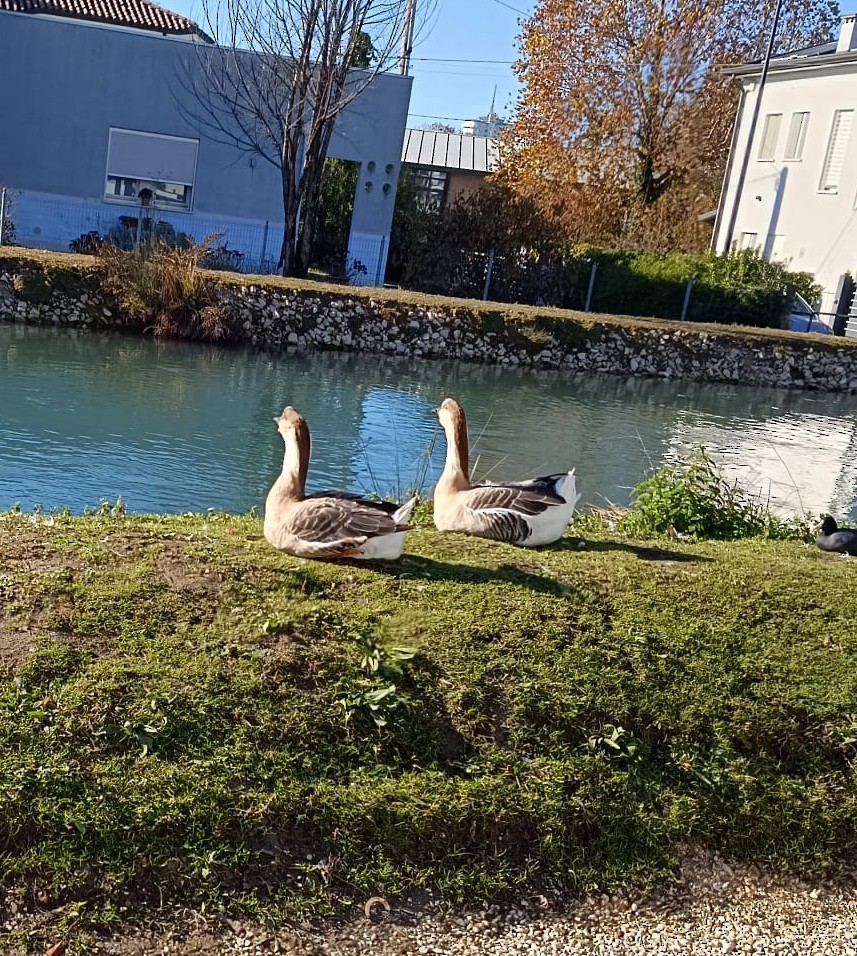 husa labutí (domestikovaná) - ML645985496