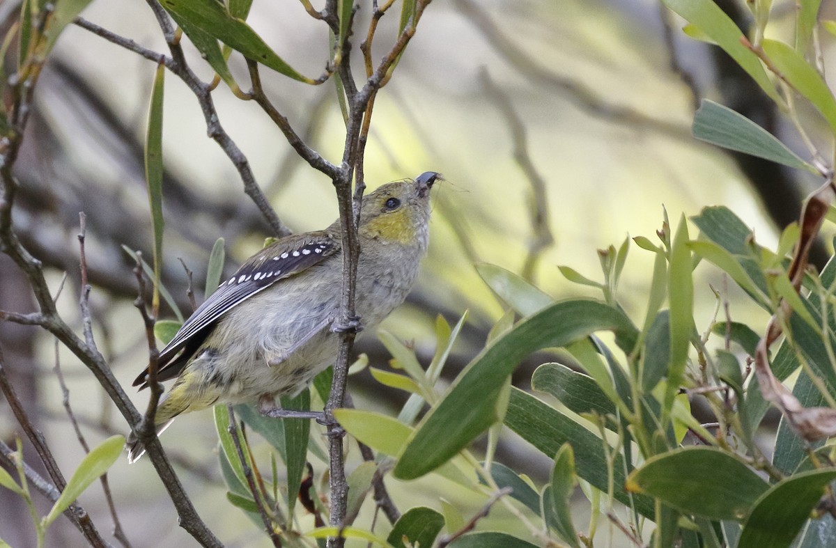 Forty-spotted Pardalote - ML645985499