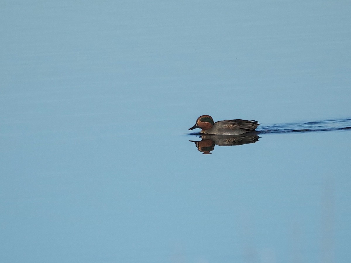 小水鴨 - ML645985501