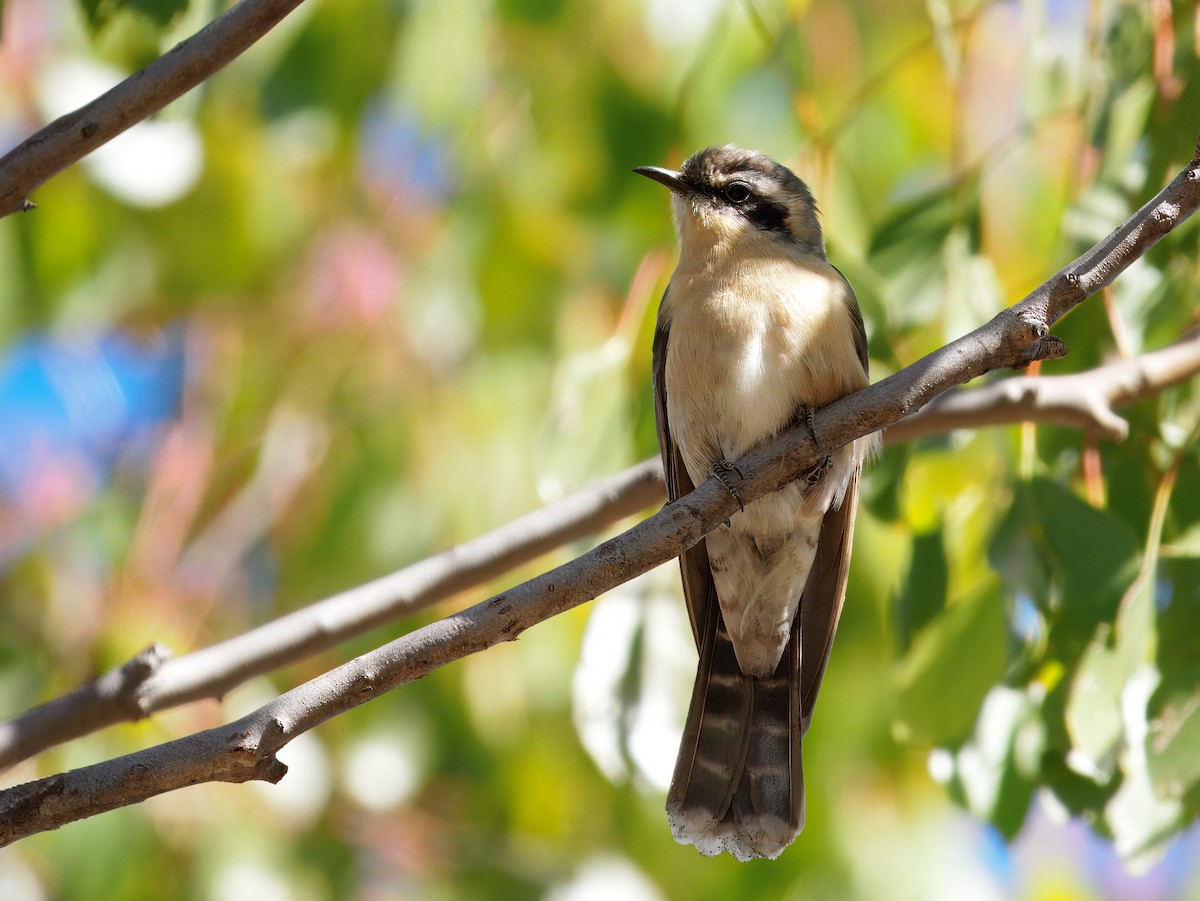 Black-eared Cuckoo - ML645985504