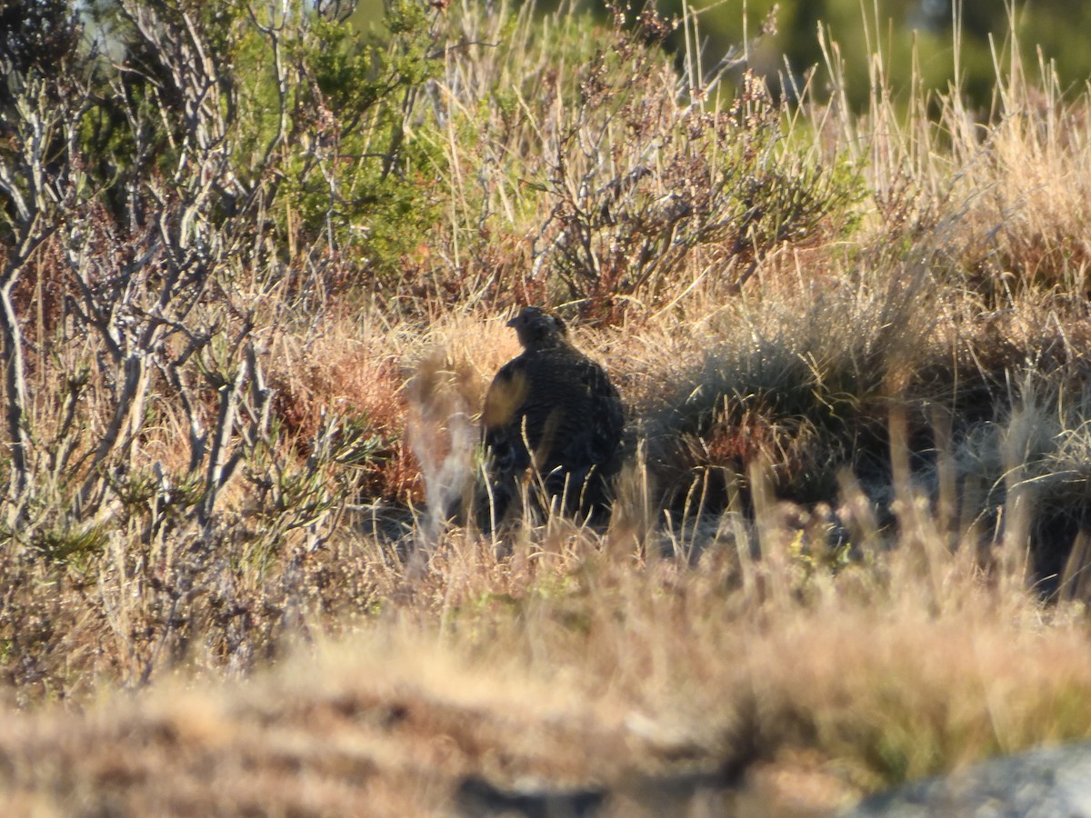 Gray Partridge - ML645985517