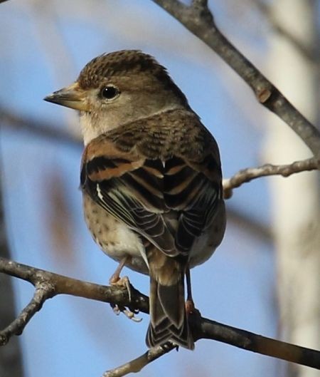 Brambling - ML645985518