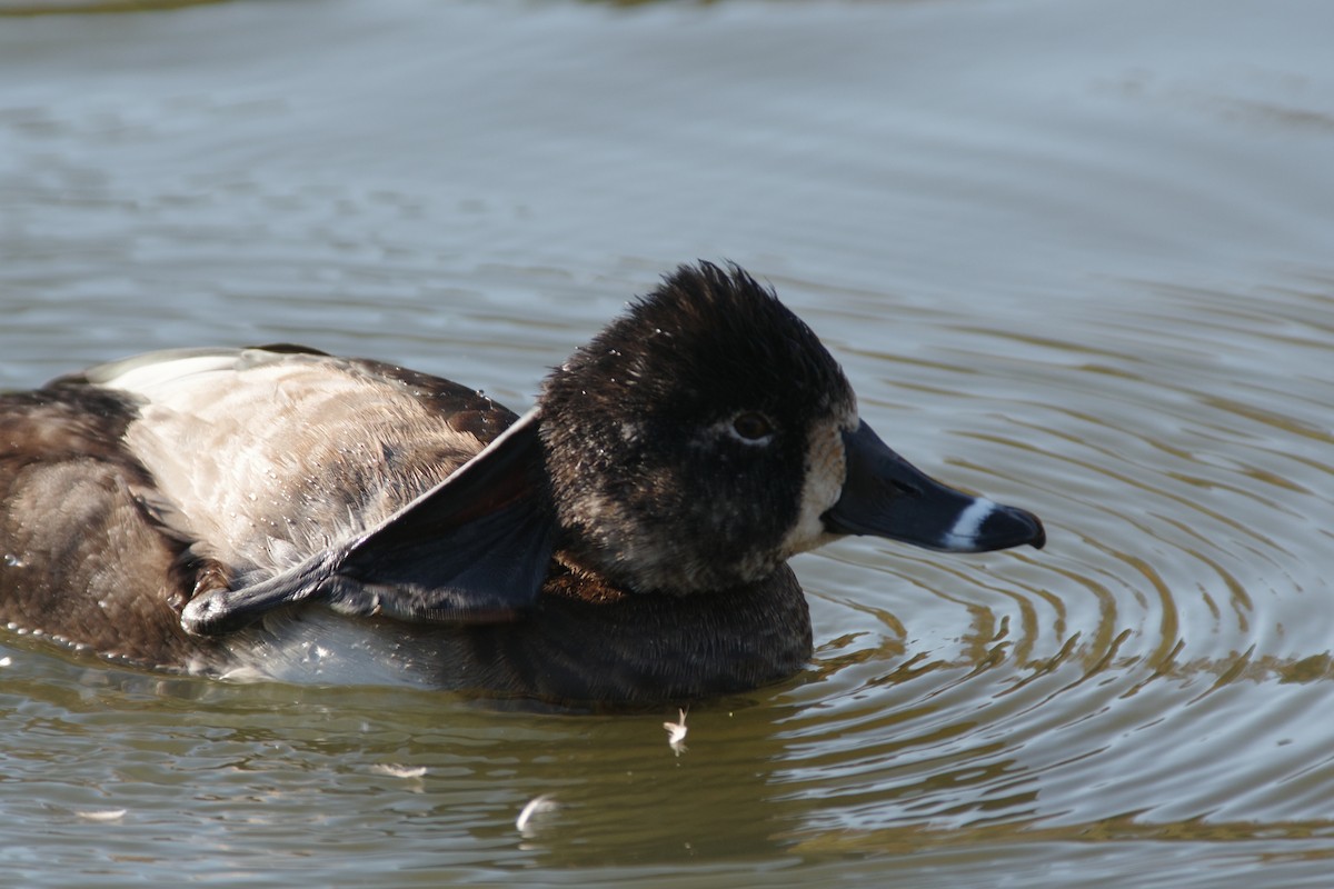 Ring-necked Duck - ML645985528