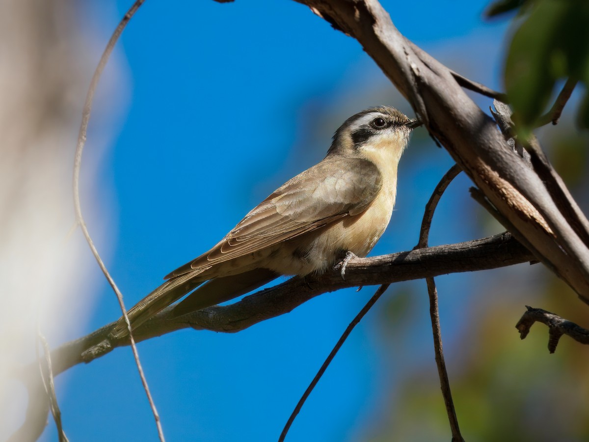 Black-eared Cuckoo - ML645985530