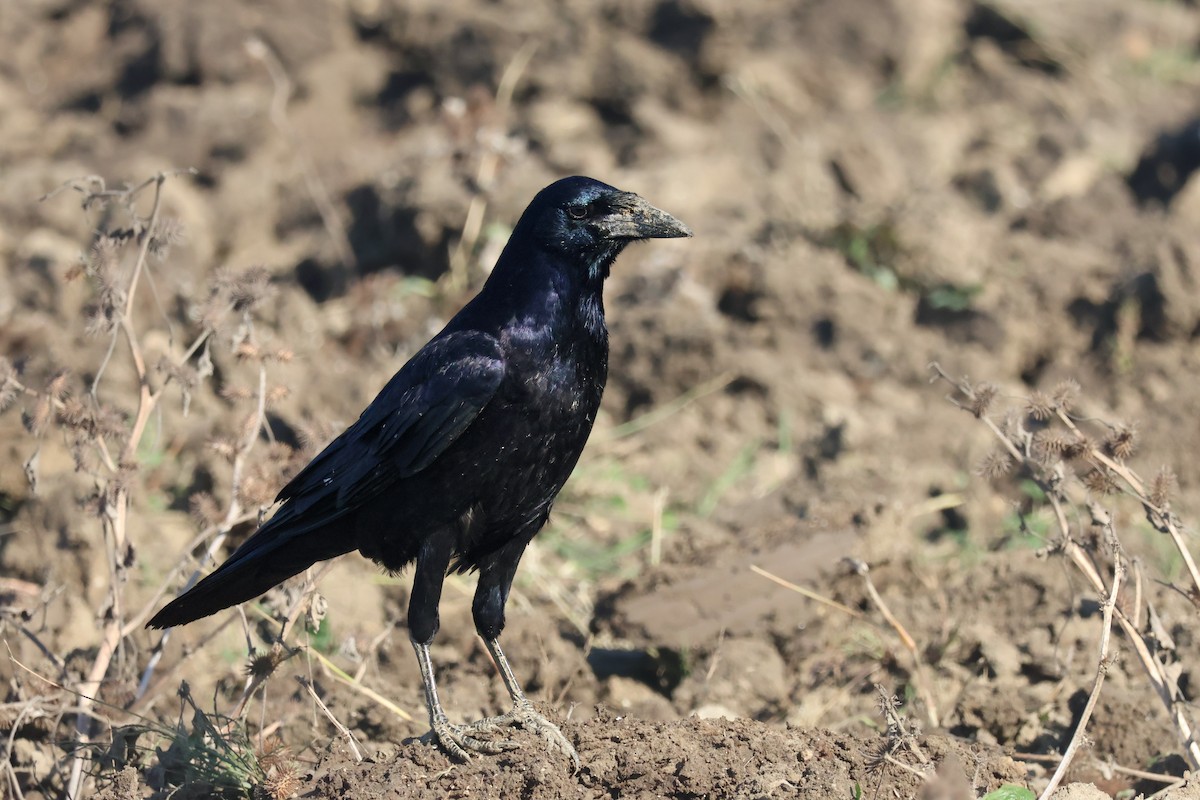禿鼻鴉 - ML645985531