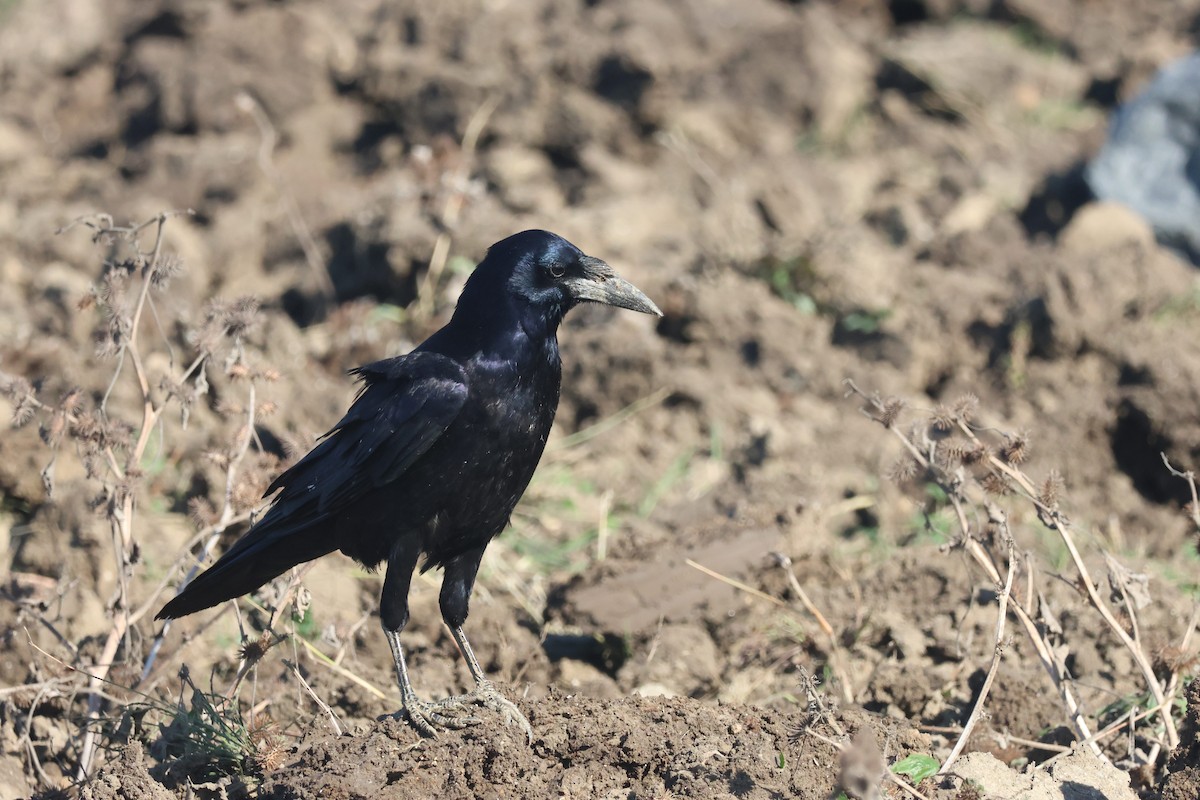 禿鼻鴉 - ML645985532