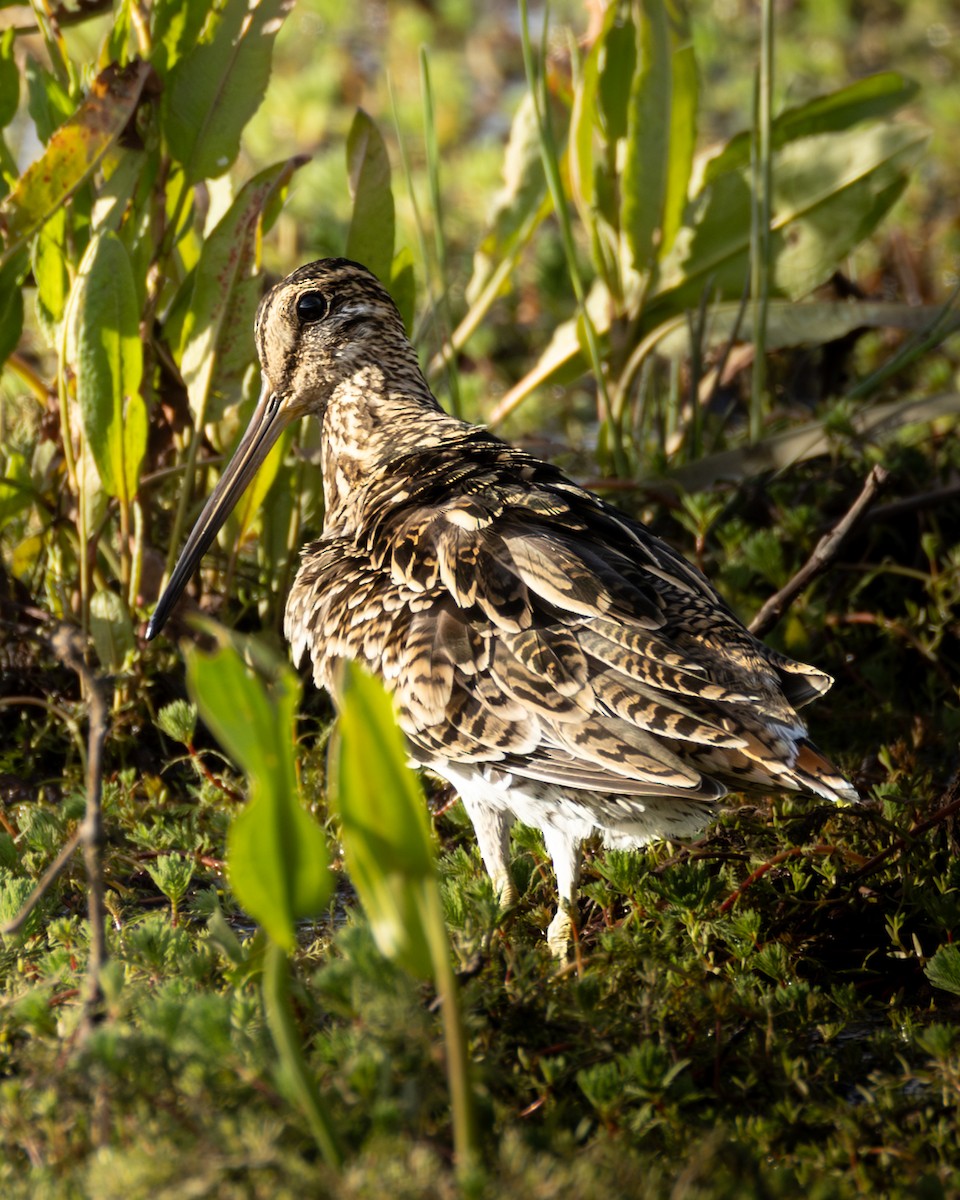 Latham's Snipe - ML645985533