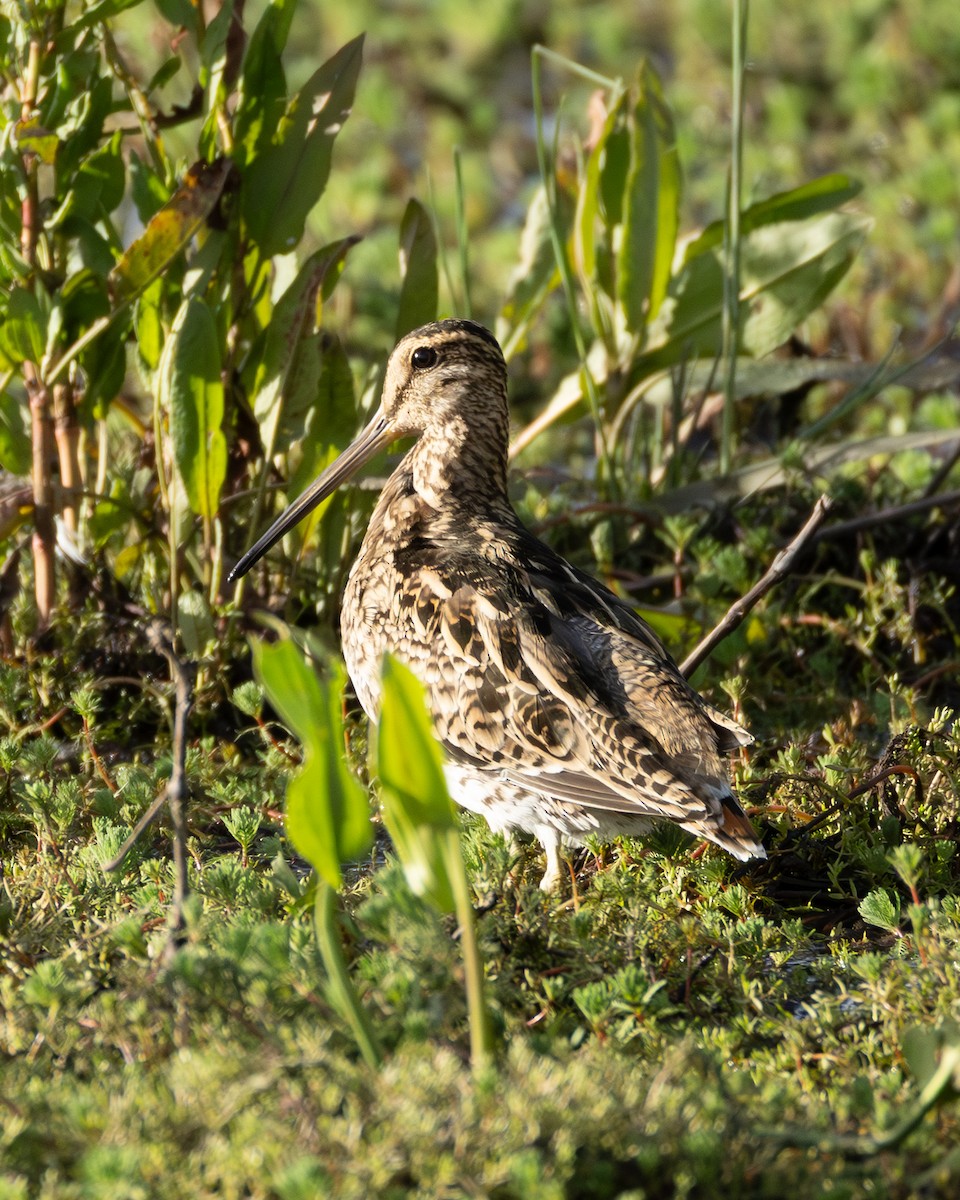 Latham's Snipe - ML645985534