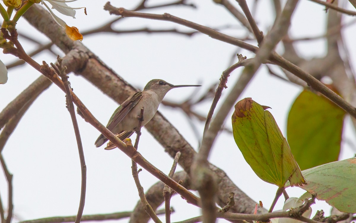 Ruby-throated Hummingbird - ML645985535