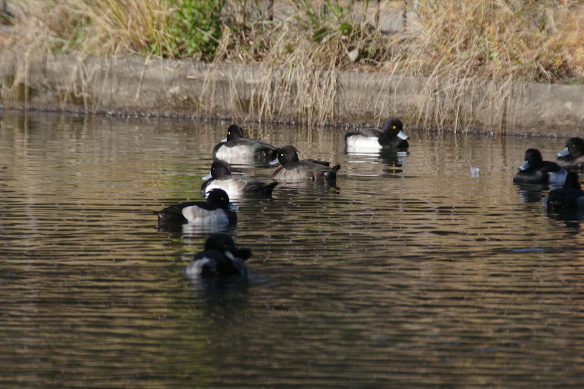 Tufted Duck - ML645985536