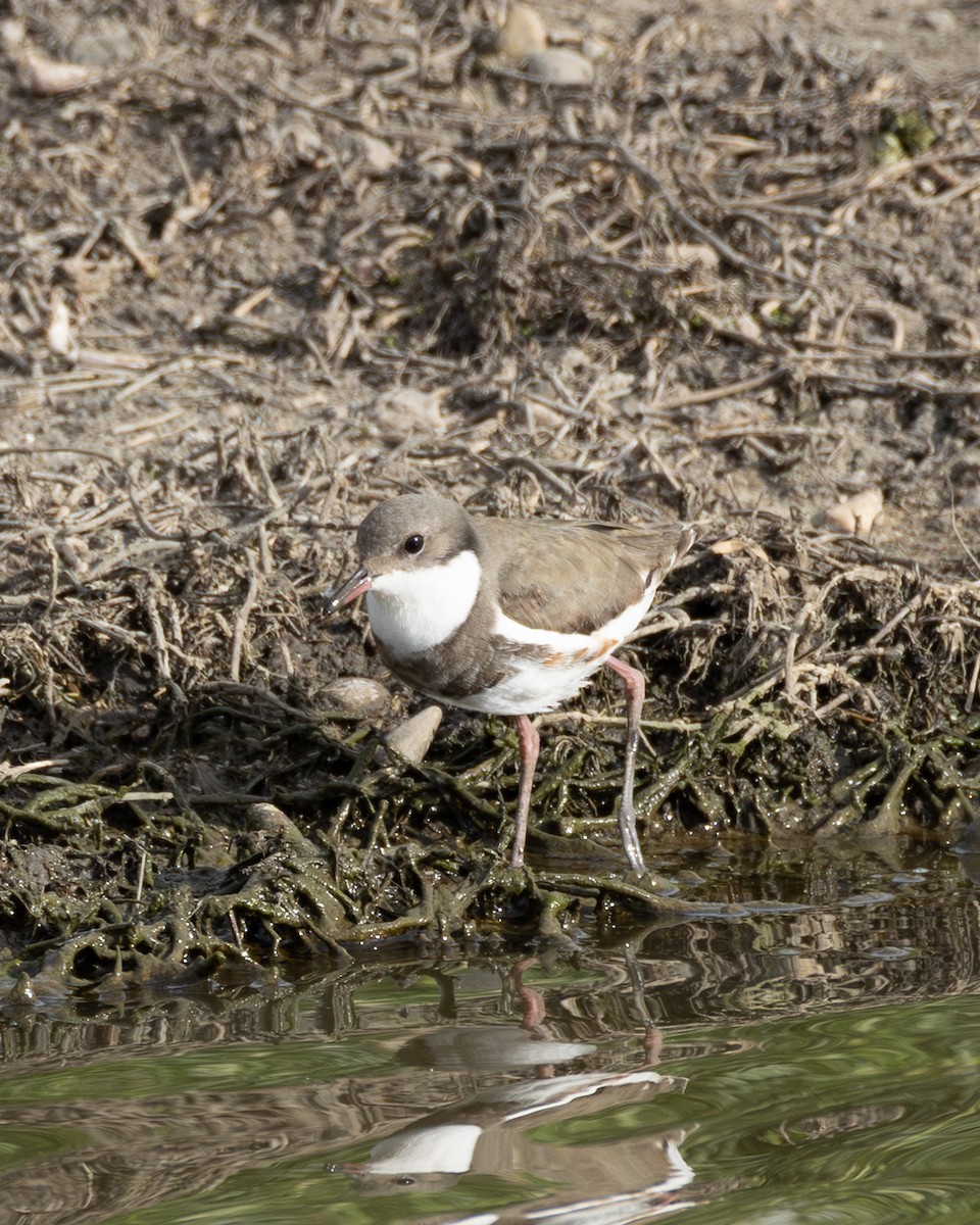 Red-kneed Dotterel - ML645985544