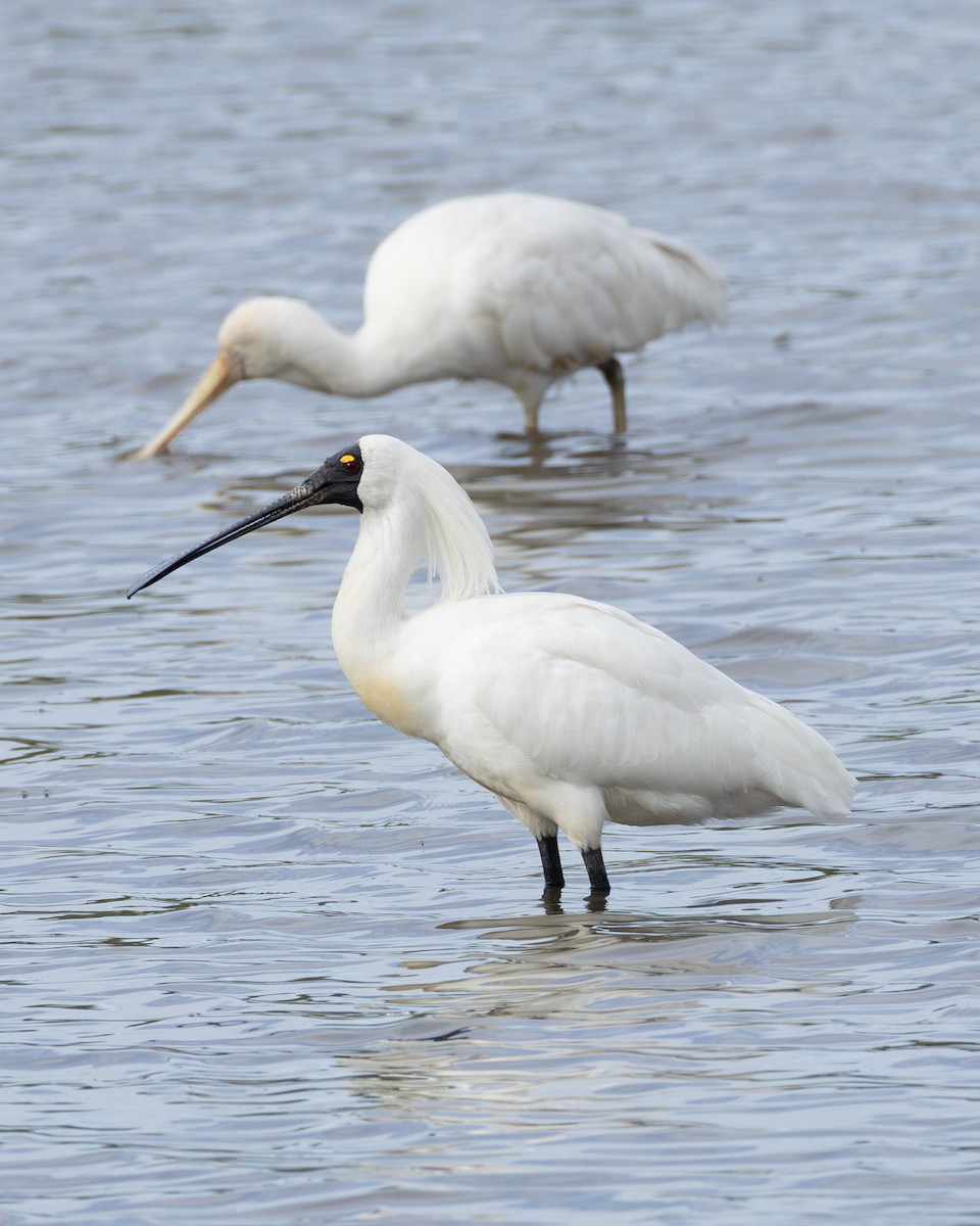 Royal Spoonbill - ML645985545