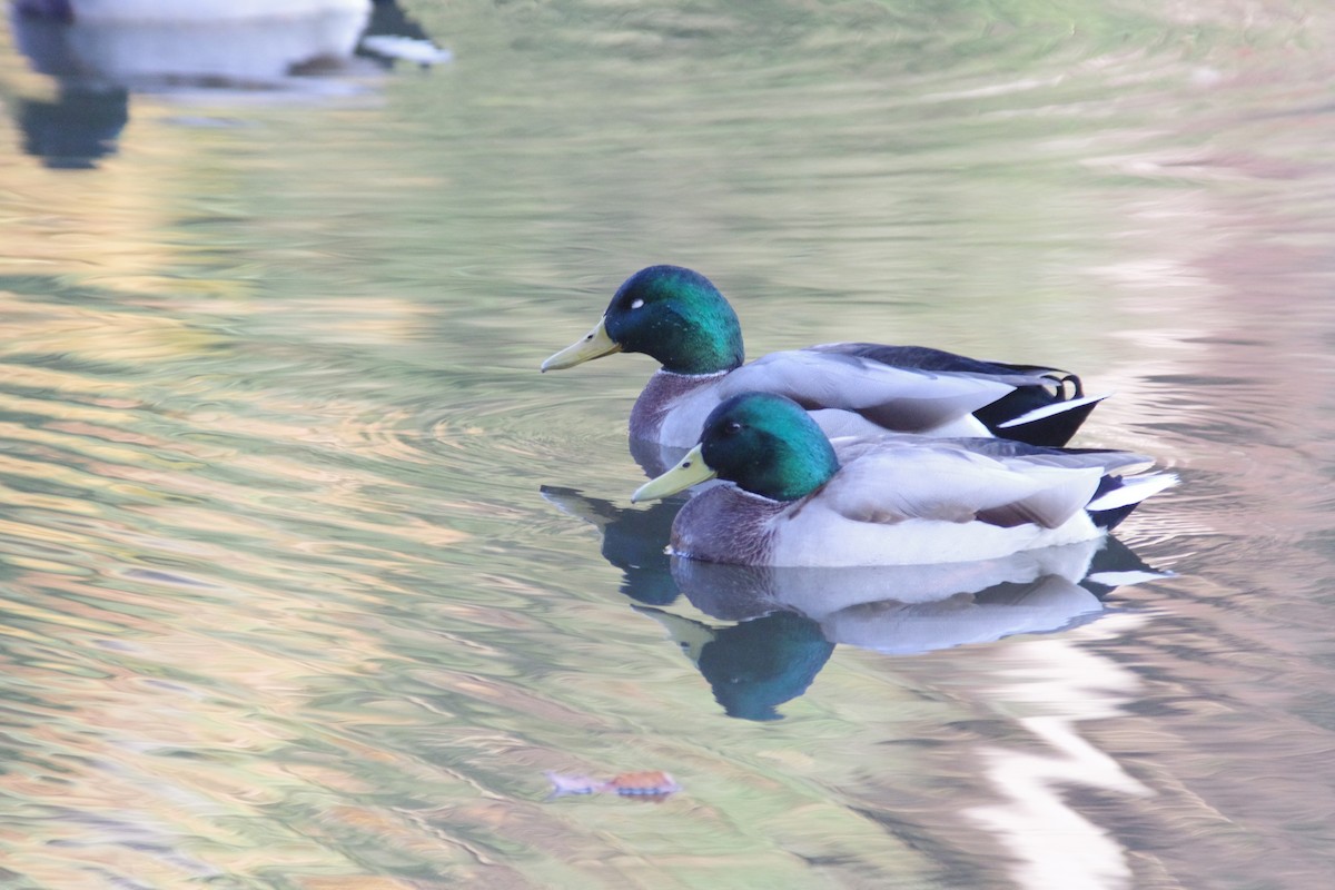 Mallard - ML645985556