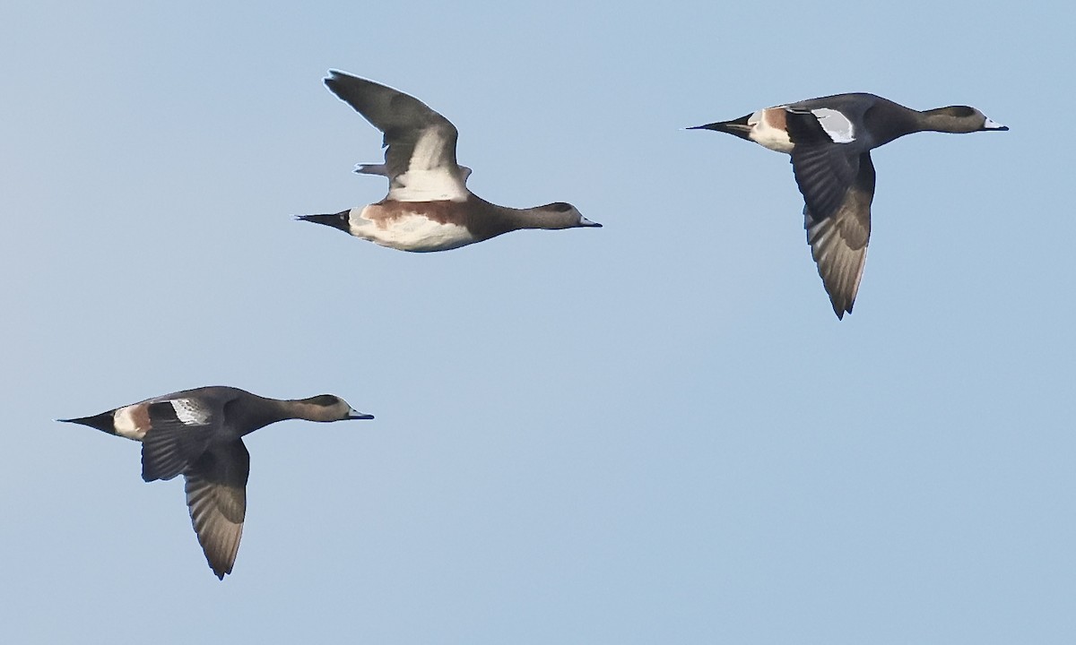 hvízdák americký - ML645985558