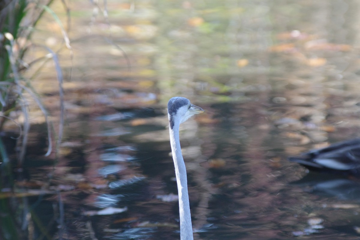 Gray Heron - ML645985559