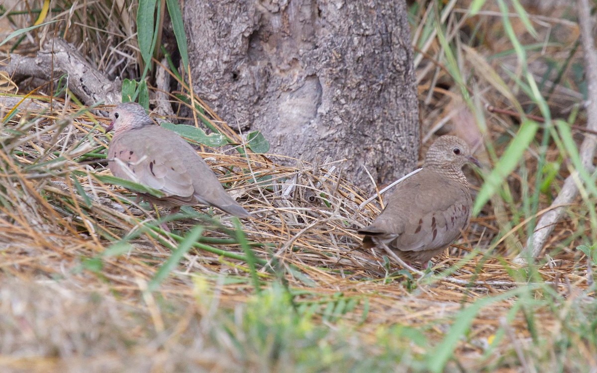 Common Ground Dove - ML645985560