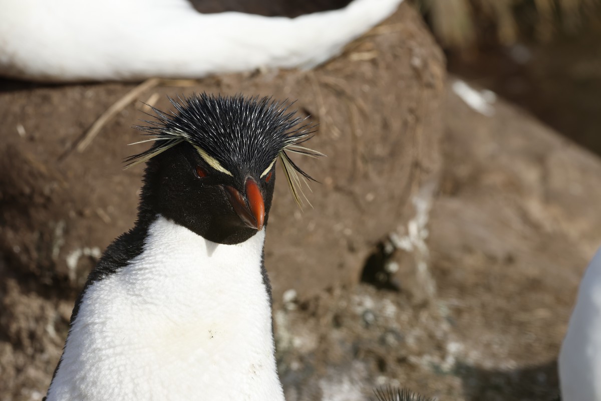 Western Rockhopper Penguin - ML645985562
