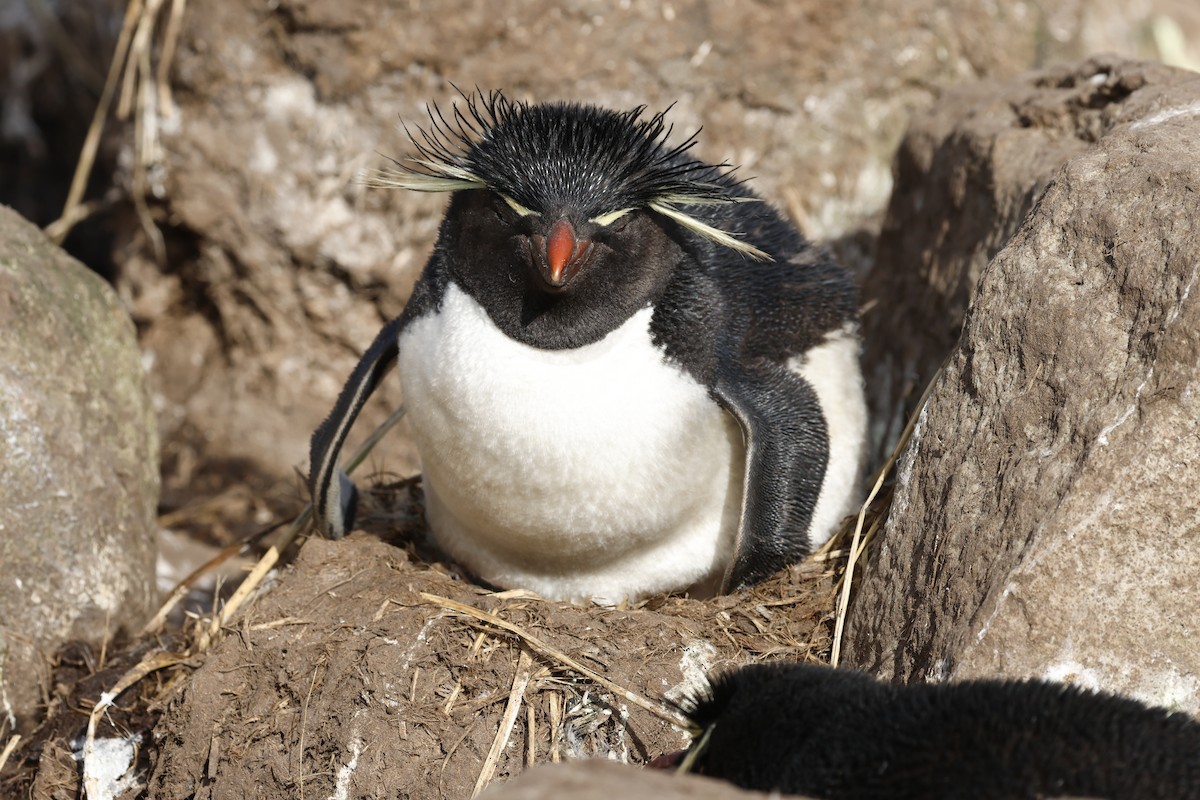 Western Rockhopper Penguin - ML645985563