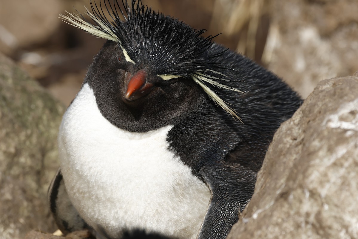 Western Rockhopper Penguin - ML645985564