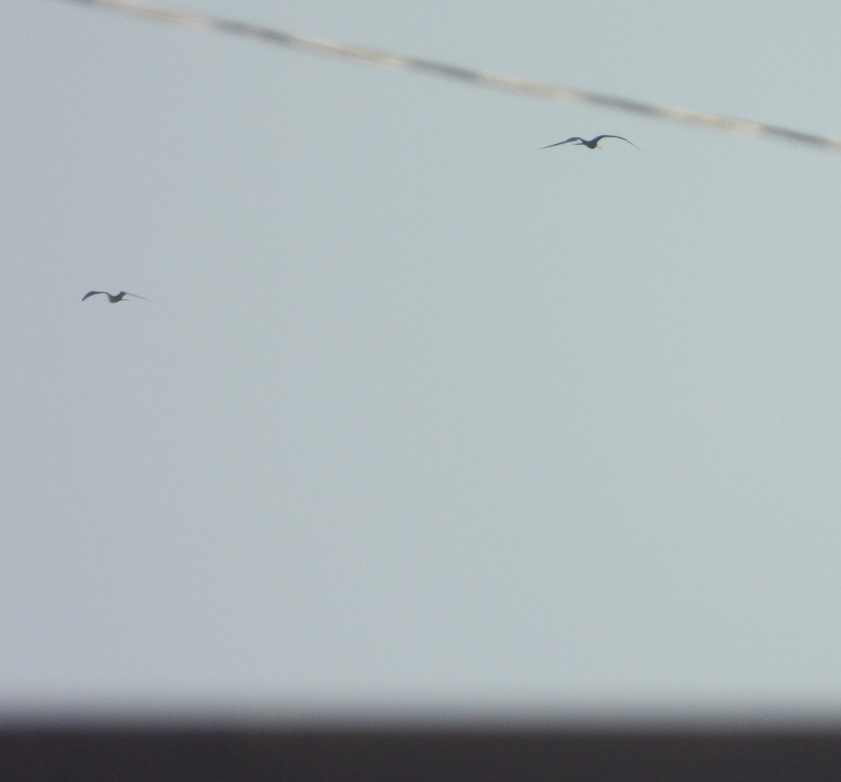 Magnificent Frigatebird - ML645985565