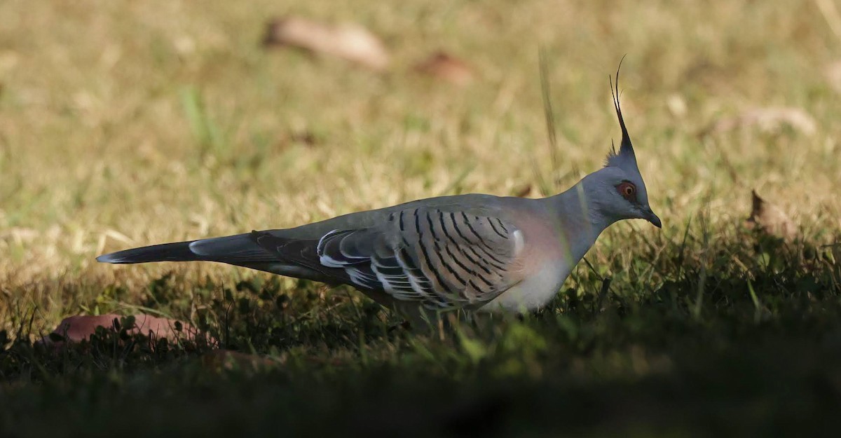 Crested Pigeon - ML645985566
