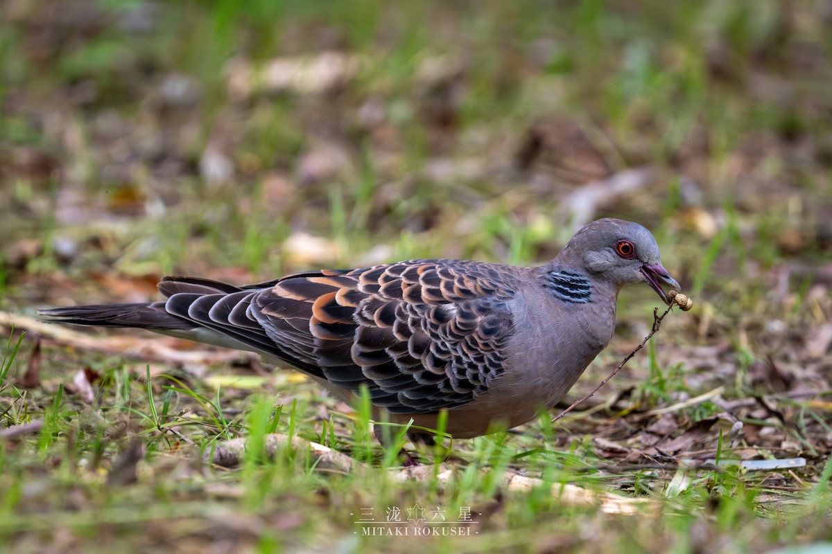 Oriental Turtle-Dove - ML645985571