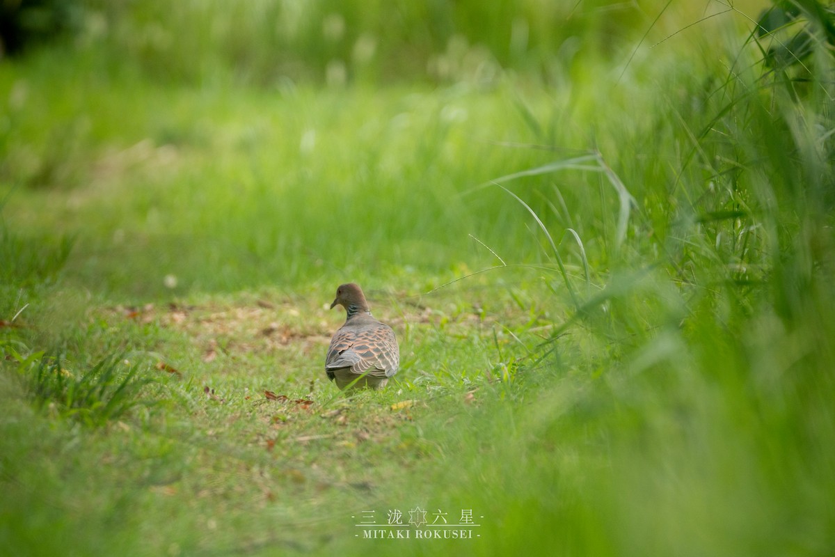 Oriental Turtle-Dove - ML645985572
