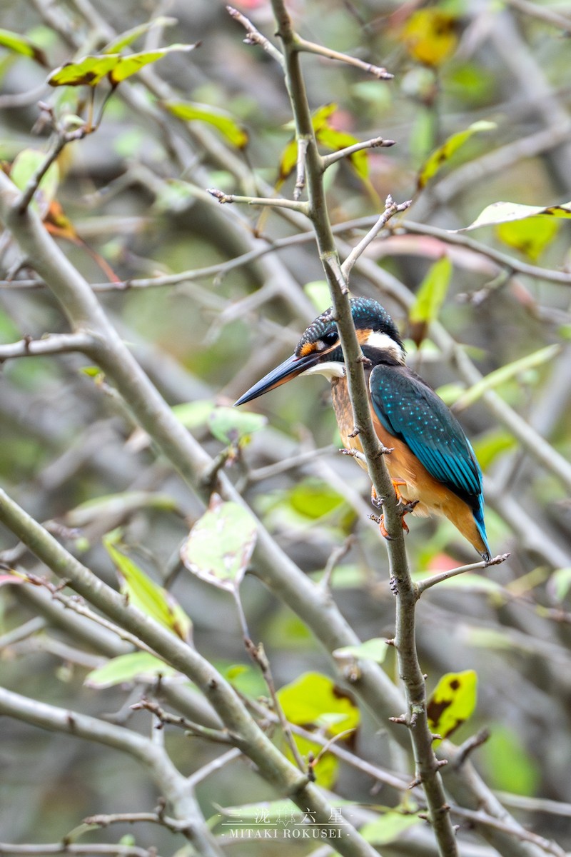 Common Kingfisher - ML645985573