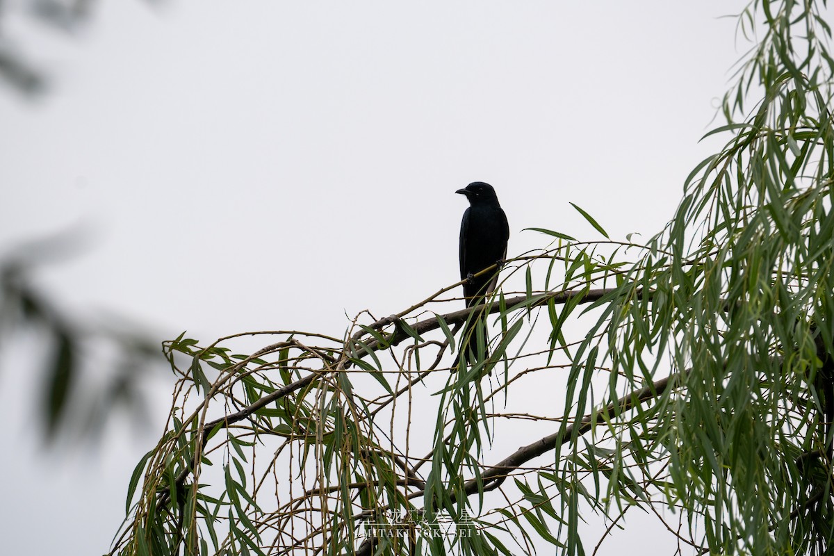 Black Drongo - ML645985574