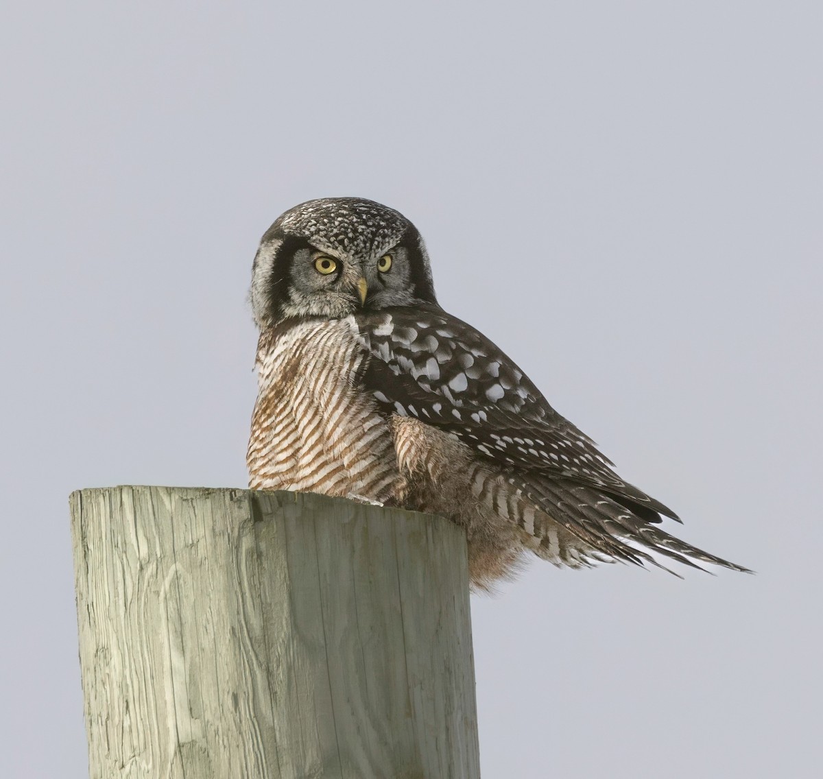 Northern Hawk Owl - ML645985575