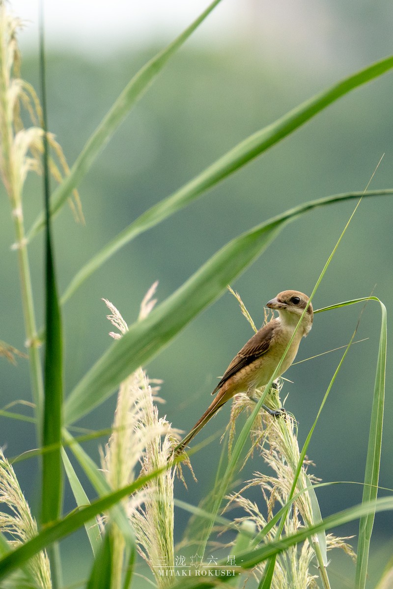 Brown Shrike - ML645985576