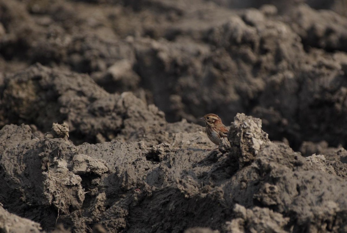 Rustic Bunting - ML645985577