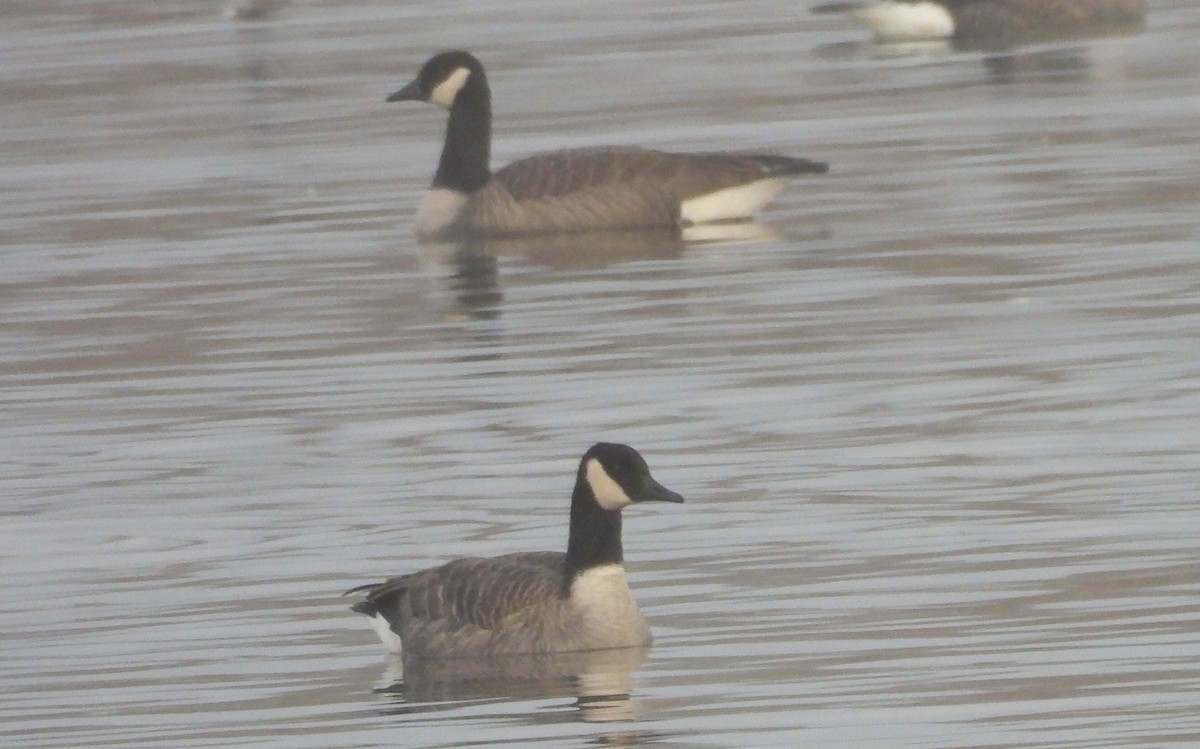 Cackling Goose - ML645985581