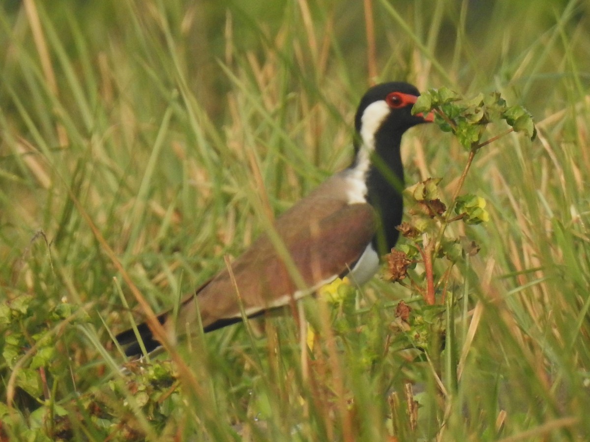 Red-wattled Lapwing - ML645985583