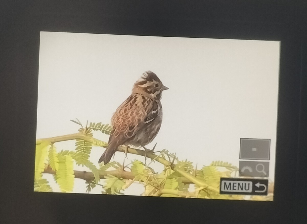 Rustic Bunting - ML645985592