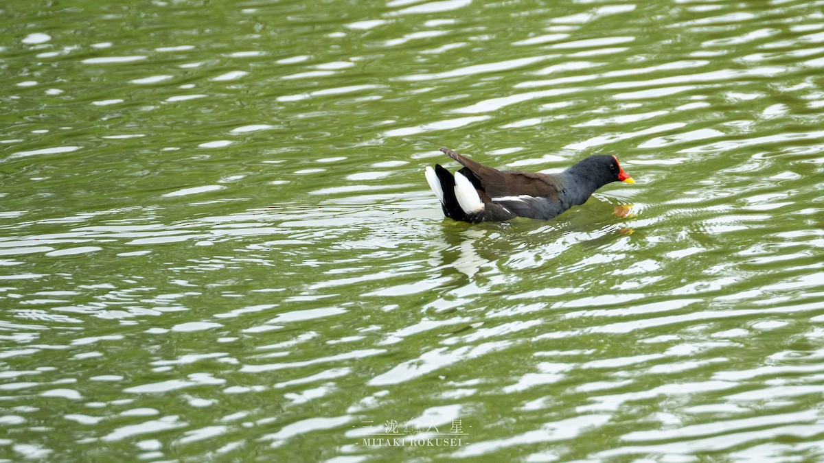 Eurasian Moorhen - ML645985593