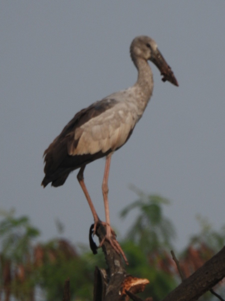 Asian Openbill - ML645985594