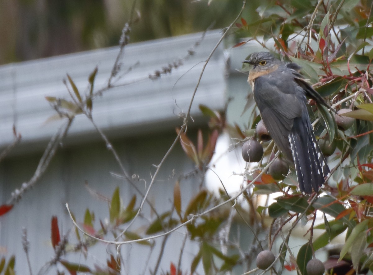 Fan-tailed Cuckoo - ML645985595