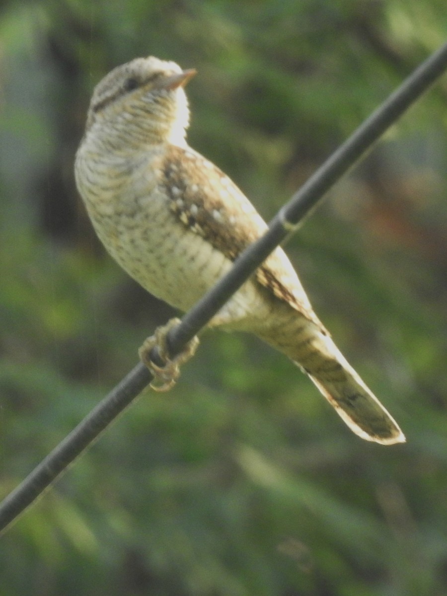Eurasian Wryneck - ML645985596