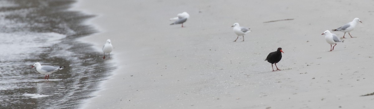 Sooty Oystercatcher - ML645985597